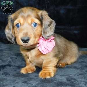 Jewel- mini, Dachshund Puppy